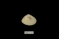 藏品(尖峰蛤)的圖片